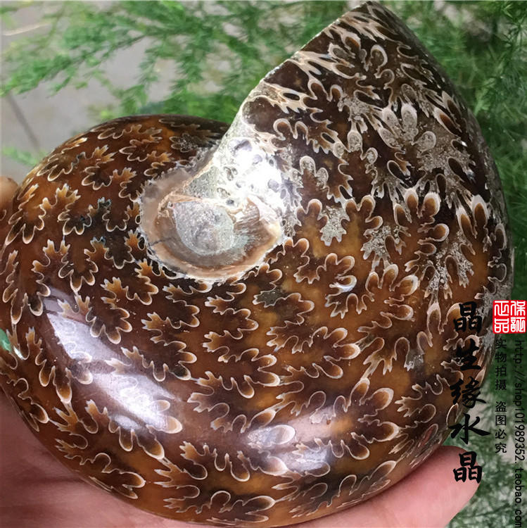 天然菊花螺化石螺发财螺