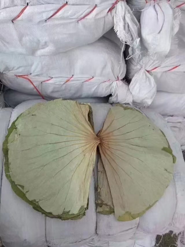 山东叫花鸡荷叶糯米鸡荷叶选货