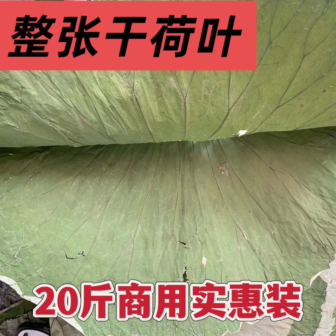 2025新鲜荷叶叫花鸡用荷叶糯荷叶