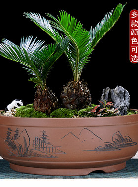 紫砂圆形老桩盆景花盆