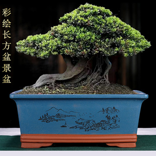 紫砂花盆长方形陶瓷盆景盆发财树榕树迎客松老桩专用特大号马槽盆