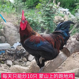 蒙山散养草鸡临沂特色炒鸡土鸡散养黑腿京东发货