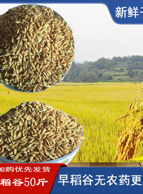 安徽芜湖农家种谷子带壳稻谷早籼稻早稻水稻子喂鸡养鸟鸽饲料50斤