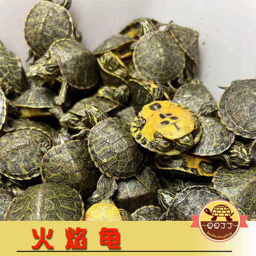 旦旦丁丁水族火焰龟越养越红