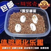 体验孵化乐趣火焰地图格兰德锦龟甜甜圈花草巴西萌宠可孵化乌龟蛋