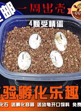 旦旦丁丁可孵化乌龟蛋迎接新生命