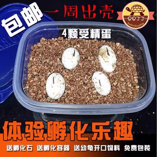 体验孵化乐趣火焰地图格兰德锦龟甜甜圈花草巴西萌宠可孵化乌龟蛋