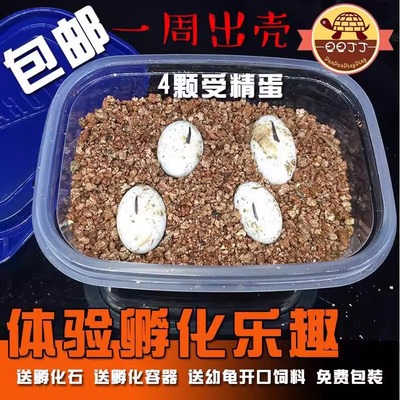 旦旦丁丁可孵化乌龟蛋迎接新生命
