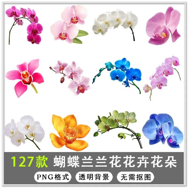 127款手绘唯美蝴蝶兰兰花花卉花朵背景png免扣设计素材