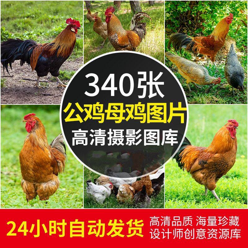 高清jpg素材公鸡母鸡图片家禽养殖鸡场走地鸡小雏鸡雄鸡鸟类照