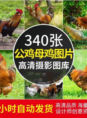 高清JPG素材公鸡母鸡图片家禽养殖鸡场走地鸡小雏鸡雄鸡鸟类照