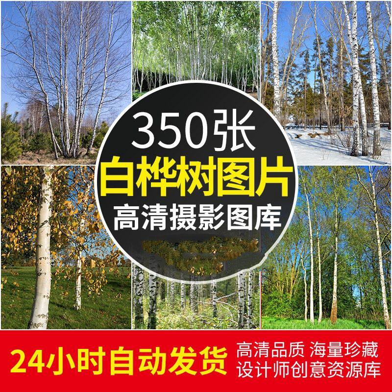 高清jpg素材白桦树图片森林树木秋冬日美景自然风光摄影背景照