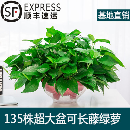 大盆绿萝长藤垂吊净化空气