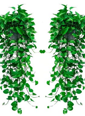 绿萝盆栽室内净化空气植物花卉水养绿植吊兰长藤垂吊新房家用绿箩