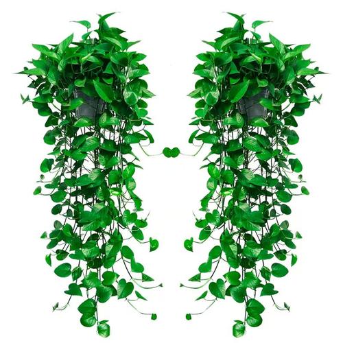 长藤垂吊绿萝盆栽室内