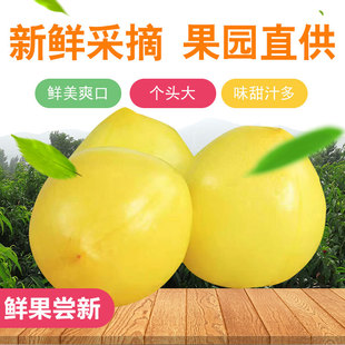 沂蒙山蜜桃山东蒙阴黄金油桃黄桃时令水果现摘脆甜5斤黄心包邮
