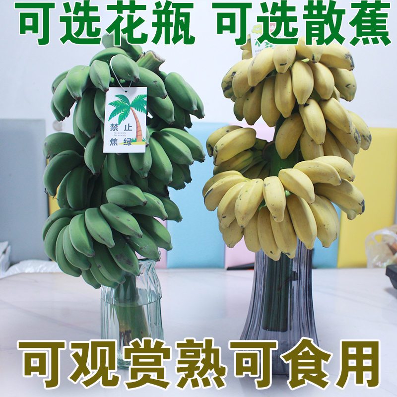 禁止焦虑/蕉绿整串3-5把