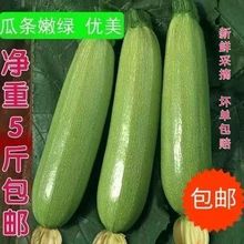农家自种山东新鲜西葫芦嫩三月瓜孕妇辅食下奶蔬菜茭瓜5斤包邮
