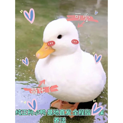 今日优惠柯尔鸭活体鸭子幼崽活物