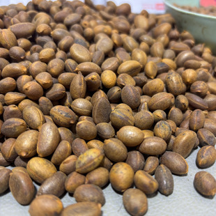 1号盆景绿植花园植物老鸦柿种子统货红果葫芦果林木种子绿植盆栽