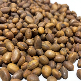 盆景绿植花园植物老鸦柿种子绿植 林木种子 老鸦柿种子20粒