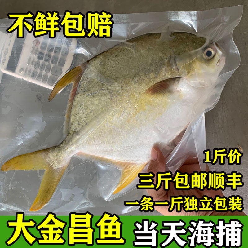 鲜活野生水产包邮金昌鱼