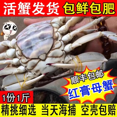 野生连云港包邮梭子蟹