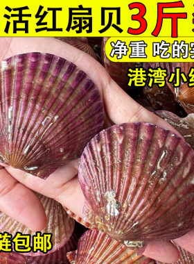 扇贝鲜活小红贝港湾贝新鲜精选扇贝肉质肥美烧烤火锅海鲜贝类水产