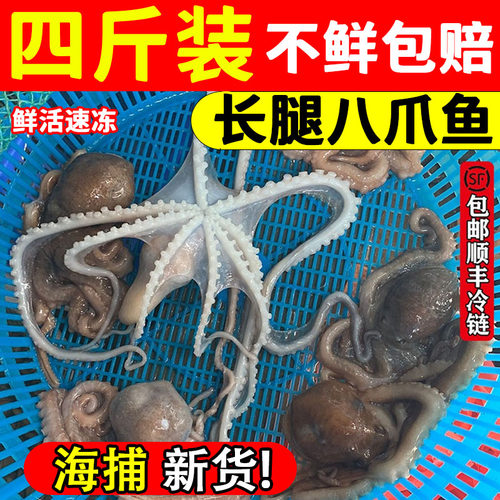长腿八爪鱼4斤鲜活速冻顺丰包邮