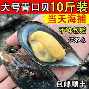 青口贝鲜活大海虹淡菜肉肥新鲜海鲜水产海捕贝类3斤5斤10斤装