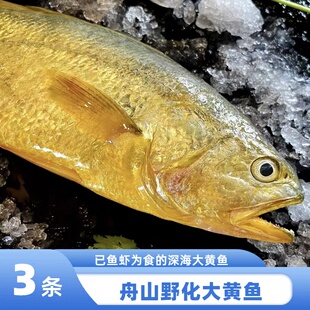 舟山东极岛高品质大黄鱼深海野化黄花鱼半野生深水生态大黄鱼