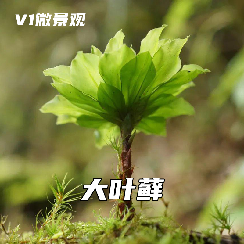 暖地大叶藓回心草莲花藓闷养苔藓微景观水陆缸雨林缸造景青苔植物
