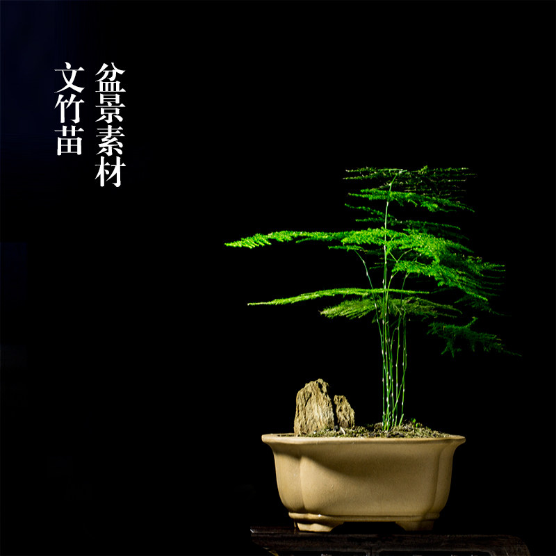 文竹苗 文人松 书房客厅茶桌盆景盆栽小植物 苔藓微景观造景素材