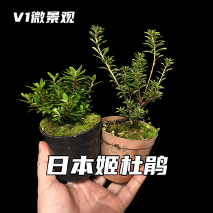 日本早乙女小町姬杜鹃皋月杜鹃迷你小叶品种微型盆景桌面绿植盆栽