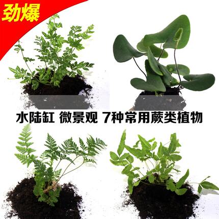 苔藓微景观生态瓶背景小植物 迷你蕨类 狼尾蕨 绿地珊瑚蕨 银线蕨