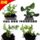 绿地珊瑚蕨 狼尾蕨 银线蕨 迷你蕨类 苔藓微景观生态瓶背景小植物
