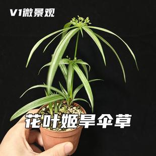 花叶姬旱伞草风车草姬水竹日本山野草桌面盆栽可水培庭院水景植物