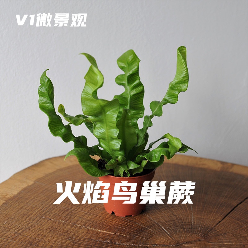 火焰鸟巢蕨网红植物室内盆栽