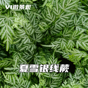 蕨类植物夏雪银线蕨凤尾蕨室内耐阴办公雨林缸卫生间客厅观叶植物