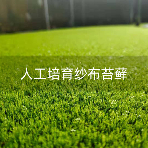 人工培育苔藓青苔庭院景观造景