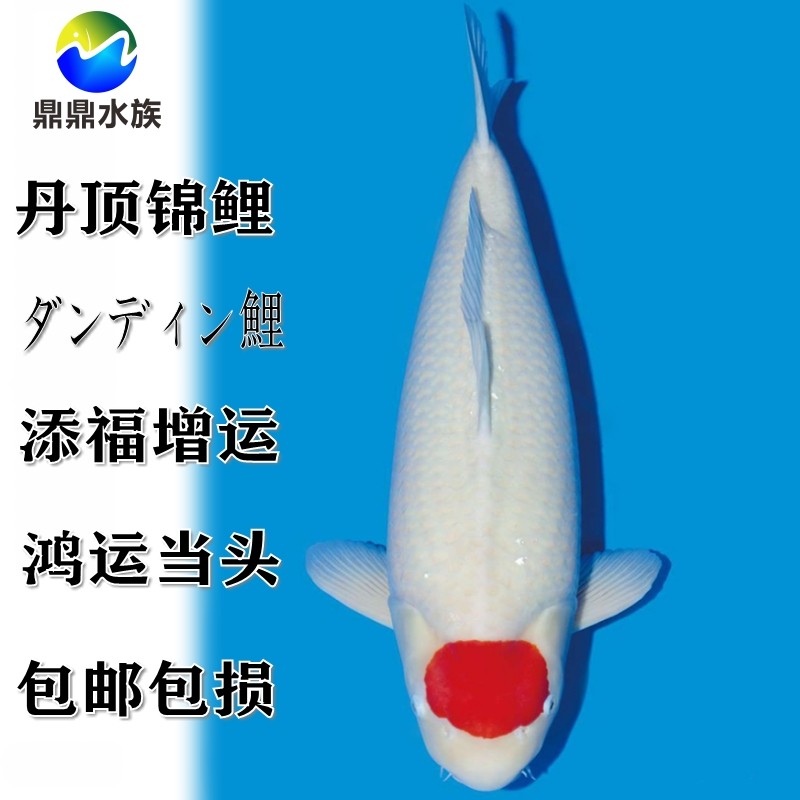 精品观赏鱼纯种日本锦鲤丹顶锦鲤活体红白丹顶锦鲤鸿运当头冷水鱼