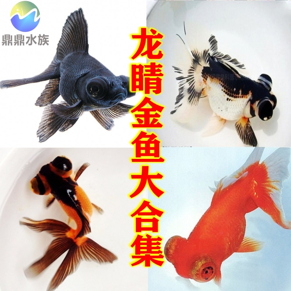 观赏鱼黑龙红白龙睛红黑龙睛三色鱼