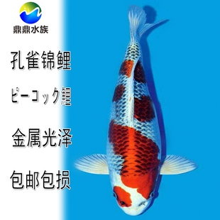 观赏鱼纯种日本孔雀锦鲤松叶锦鲤秋翠锦鲤宠物鱼水族风水鱼冷水鱼