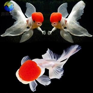 凤鹤金鱼长尾丹顶鹤顶红金鱼鸿运当头活体冷水鱼苗文种金鱼风水鱼