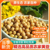 神农架农家自种黄豆 发豆芽打豆浆五谷杂粮500g 手工精选