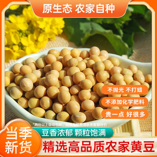 神农架农家自种黄豆 发豆芽打豆浆五谷杂粮500g 手工精选