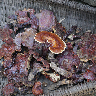 神农架野外生长灵芝泡酒煮水 整枝赤灵芝 赤灵芝农家自采灵芝100g