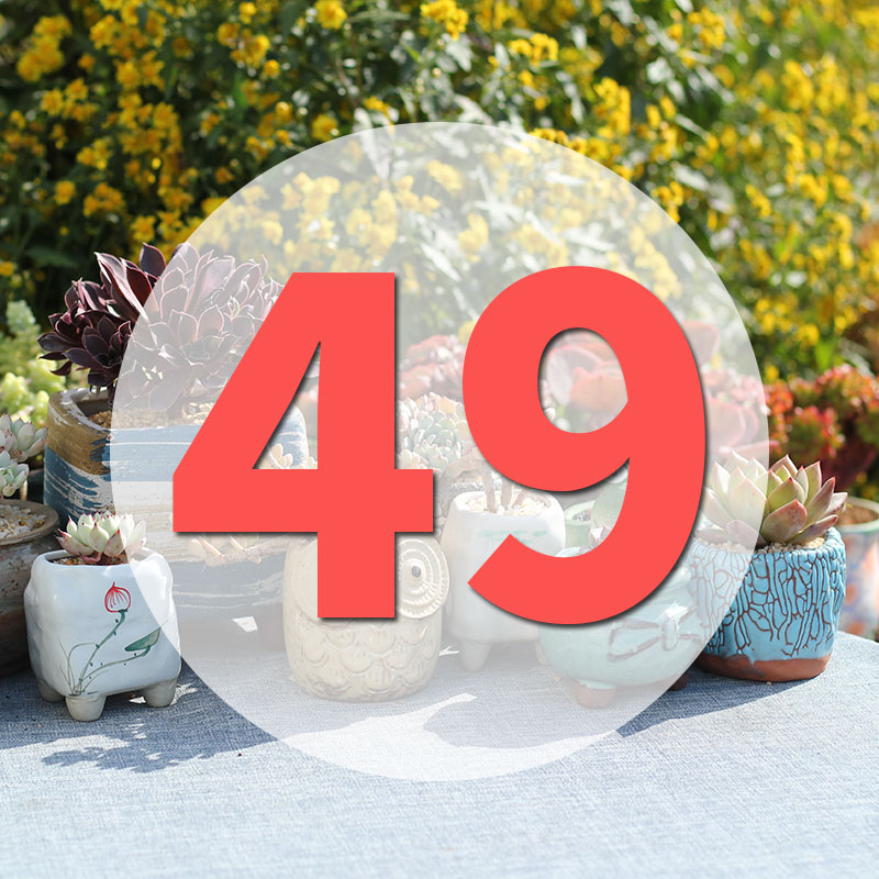 直播阳台美观多肉植物