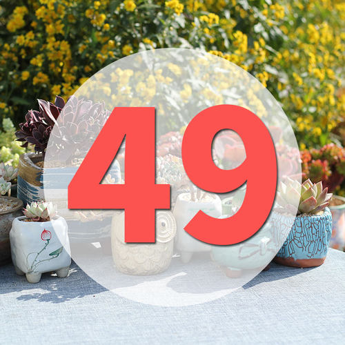 直播阳台美观多肉植物