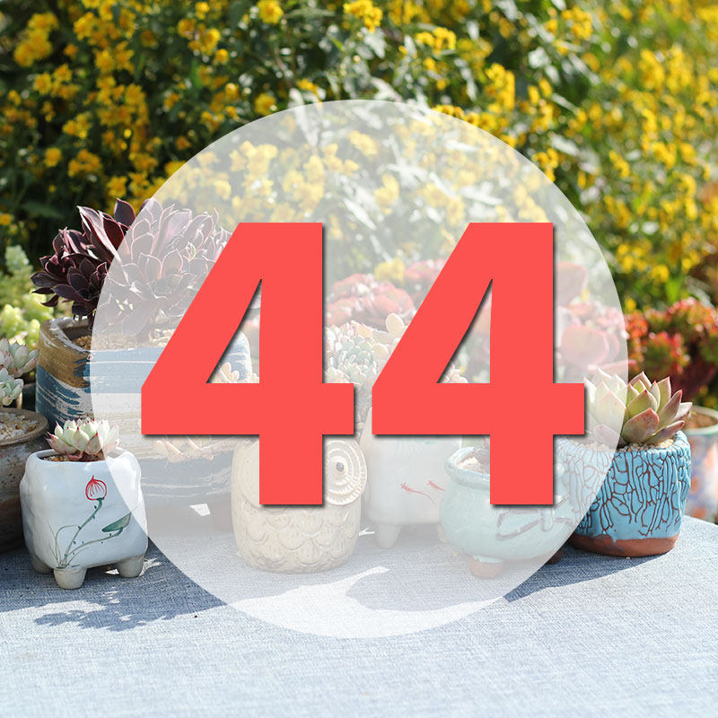 直播专用链接44号,鲜花速递/花卉仿真/绿植园艺,多肉植物,淘宝优惠券,粉丝福利购,淘宝优惠卷